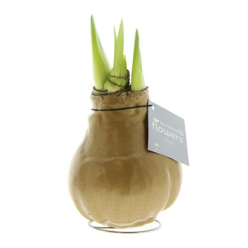 Amaryllis bulb in gift box - Image 14
